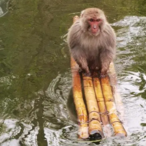 网红猴子被“霸凌”，只能天天水上漂？
