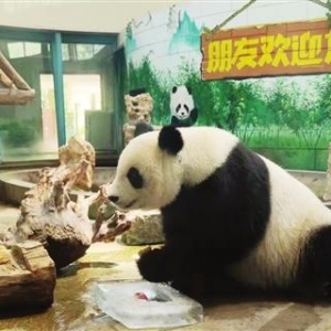 “网红”大熊猫喜乐今天十岁了