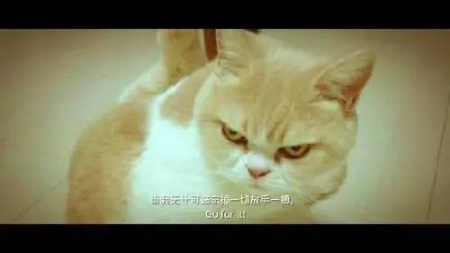 假如咪蒙、黎贝卡和六神磊磊一起办公，会是什么景象？